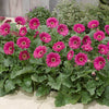 Hardy Gerbera Garvinea 'Sweet' series Bright Collection