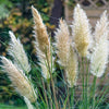 Pair of Cortaderia Tiny Pampa in 2L pots