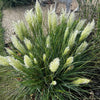 Pair of Cortaderia Tiny Pampa in 2L pots