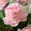 Fragrant & Magical Peony Collection x 4
