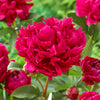 Fragrant & Magical Peony Collection x 4