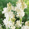 Polianthes tuberosa 'The Pearl' bulbs x10