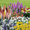 The Complete Summer Flowering Bulb Collection with 100g Fertiliser