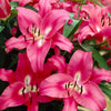 Premium Skyscraper Giant Lily Collection x15 bulbs & 100g Fertiliser