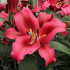 Premium Skyscraper Giant Lily Collection x15 bulbs & 100g Fertiliser