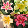 Premium Skyscraper Giant Lily Collection x15 bulbs & 100g Fertiliser