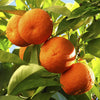 Citrus Orange in a 4L pot