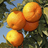 Citrus Orange in a 4L pot