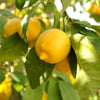 Citrus Lemon in a 4L pot