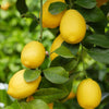 Citrus Lemon in a 4L pot