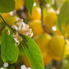 Citrus Lemon in a 4L pot