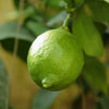 Citrus Lime Tree 4L Potted