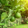 Citrus Lime Tree in a 4L pot