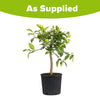Citrus Lime Tree 4L Potted