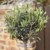 Olive Tree Standard in a 18cm pot