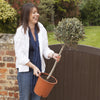 Olive Tree Standard in a 18cm pot