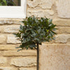 Pair of Standard Bay Trees 70-80cm