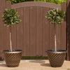 Pair of Standard Bay Trees 70-80cm