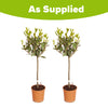 Pair of Standard Bay Trees 70-80cm