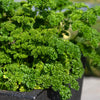 Essential Herb Collection plug plants x36