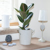 Ficus elastica Robusta (Rubber Plant) in a 17cm pot