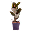 Ficus elastica Robusta (Rubber Plant) in a 17cm pot