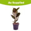 Ficus elastica Robusta (Rubber Plant) 17cm pot