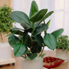 Ficus elastica Robusta (Rubber Plant) in a 17cm pot