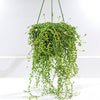 Senecio rowleyanus hanging pot 14cm