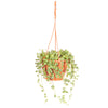 Senecio rowleyanus in a 14cm hanging pot
