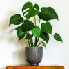 Swiss Cheese Plant' Monstera 4L Potted