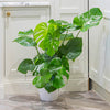 Swiss Cheese Plant' Monstera 4L Potted