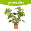 Swiss Cheese Plant' Monstera 4L Potted