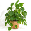 Pilea peromioides in a 12cm pot