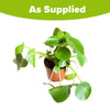 Pilea peromioides in a 12cm pot