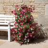 Pair of Tower Pots