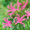 Nerine 'Hybridisers mix' x20 bulbs