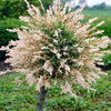 Pair of Flamingo Willow Salix 'Hakuro-nishiki' Trees