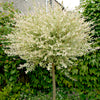 Pair of Flamingo Willow Salix 'Hakuro-nishiki' Trees