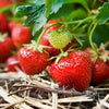Strawberry 'Cambridge Favourite' Runners x24