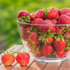 Strawberry Everbearer 'Sweet Summer' Runners x24