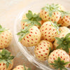 Strawberry 'Pineberry' runners x24