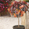 Patio Peach 'Crimson Bonfire' Bare Root Tree