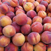 Patio Peach 'Crimson Bonfire' Bare Root Tree