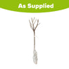 Patio Peach 'Crimson Bonfire' Bare Root Tree