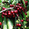 Cherry Bush 'Porthos' in a 3L pot