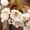 Cherry Bush 'Porthos' in a 3L pot