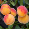 Peach Suncrestin a 5L pot
