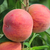 Peach Suncrestin a 5L pot