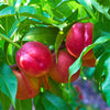 Nectarine Flavourtop Tree in a 5L pot